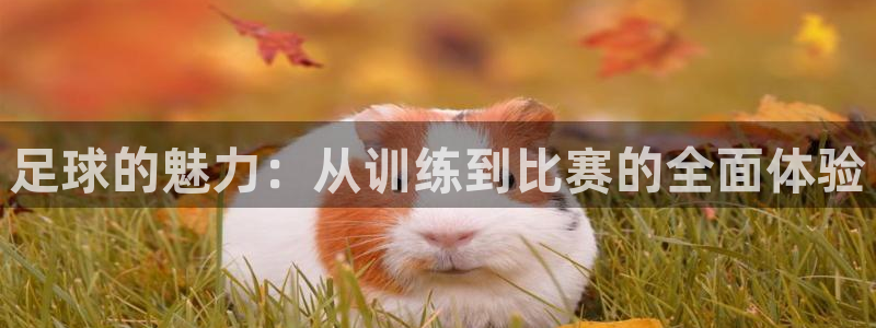 球王会体育：足球的魅力：从训练到比赛的全面体验