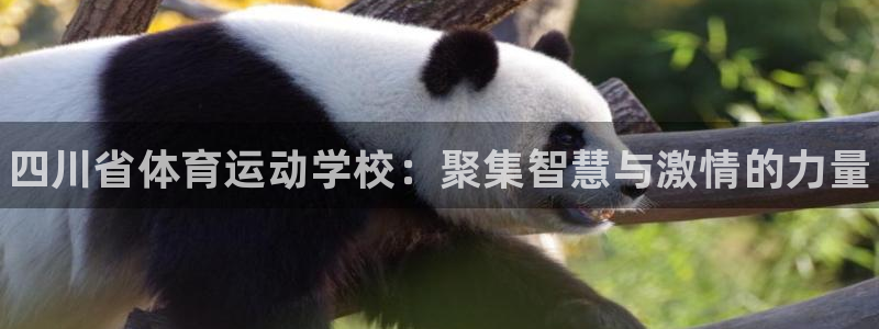 球王会体育：四川省体育运动学校：聚集智慧与激情的力量